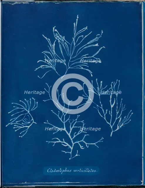 Cladostephus verticellatus, 1843 or 1844. Creator: Anna Atkins.