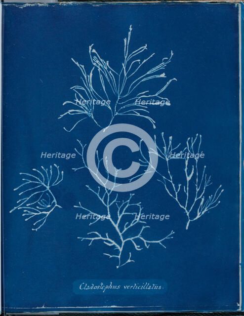Cladostephus verticellatus, 1843 or 1844. Creator: Anna Atkins.
