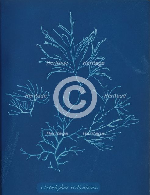 Cladostephus verticillatus, ca. 1853. Creator: Anna Atkins.