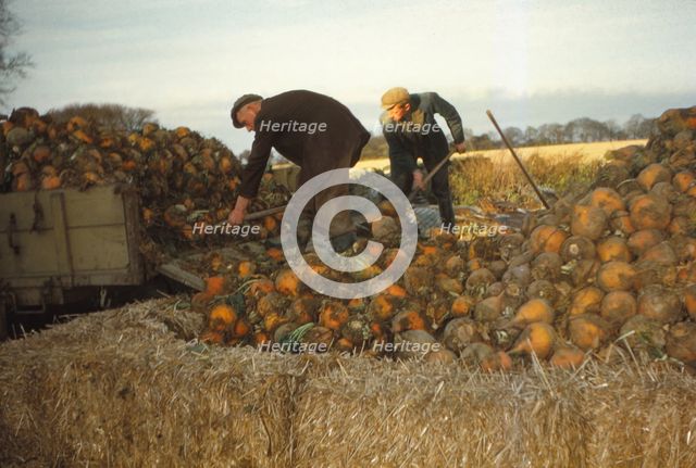 Clamp Swedes in late Autumn, Yorkshire, c1960. Artist: CM Dixon.