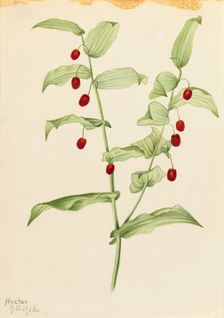 Clasping Twisted Stalk (Streptopus amplexifolius), 1916. Creator: Mary Vaux Walcott