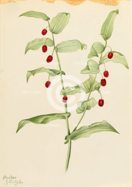 Clasping Twisted Stalk (Streptopus amplexifolius), 1916. Creator: Mary Vaux Walcott.