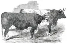 Class 2. No. 33 - Earl Hardwicke's Ox..., 1850. Creator: Smyth