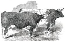 Class 2. No. 33 - Earl Hardwicke's Ox..., 1850. Creator: Smyth