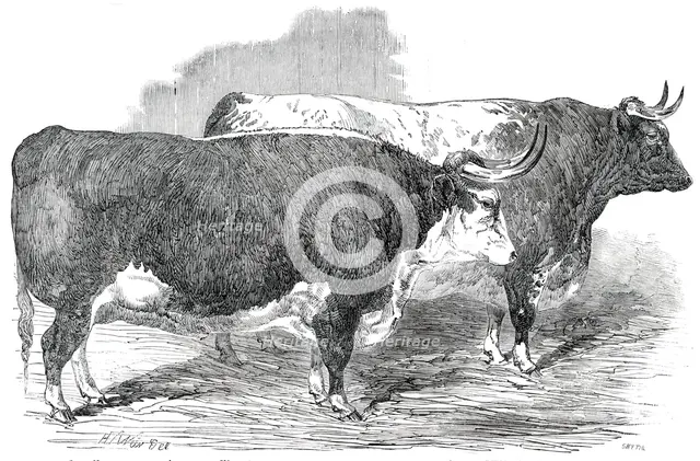 Class 2. No. 33 - Earl Hardwicke's Ox..., 1850. Creator: Smyth.