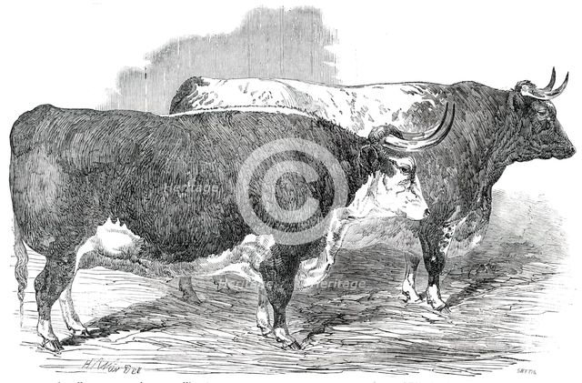 Class 2. No. 33 - Earl Hardwicke's Ox..., 1850. Creator: Smyth.