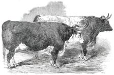 Class 2. No. 33 - Earl Hardwicke's Ox..., 1850. Creator: Smyth