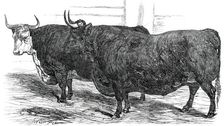 Class 4. No. 49. - Prince Albert's Hereford Ox..., 1850. Creator: Smyth