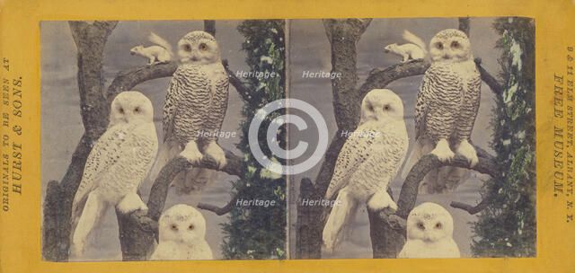 Class II, Order I. Accipitres. Family Strigidae. The Snowy Owl, (Fig. I, male; II, female)..., 1870. Creator: Eugene S. M. Haines.