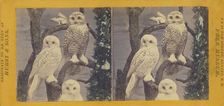 Class II, Order I. Accipitres. Family Strigidae. The Snowy Owl, (Fig. I, male; II, female)..., 1870. Creator: Eugene S. M. Haines