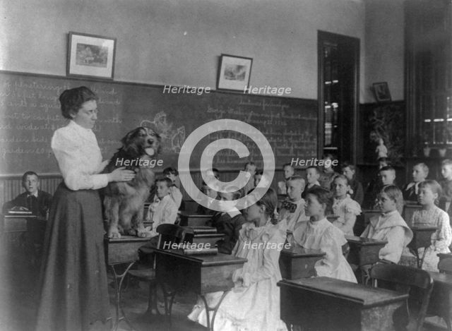 Classroom scenes in Washington, D.C. public schools: studying live dog, 5th Division, (1899?). Creator: Frances Benjamin Johnston.
