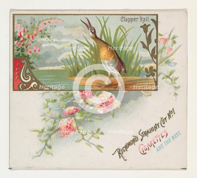 Clapper Rail, from the Game Birds series (N40) for Allen & Ginter Cigarettes, 1888-90. Creator: Allen & Ginter.