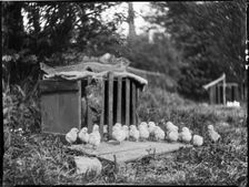 Clayton's Farm, Speldhurst, Tunbridge Wells, Kent, 1911. Creator: Katherine Jean Macfee