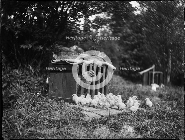 Clayton's Farm, Speldhurst, Tunbridge Wells, Kent, 1911. Creator: Katherine Jean Macfee.