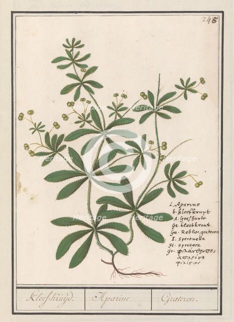 Cleavers (Galium aparine), 1596-1610. Creators: Anselmus de Boodt, Elias Verhulst.