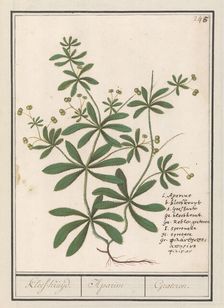 Cleavers (Galium aparine), 1596-1610. Creators: Anselmus de Boodt, Elias Verhulst