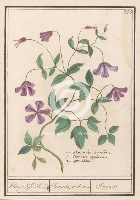 Clematis, 1596-1610. Creators: Anselmus de Boodt, Elias Verhulst.