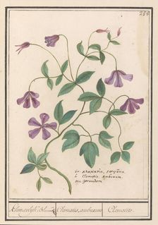 Clematis, 1596-1610. Creators: Anselmus de Boodt, Elias Verhulst