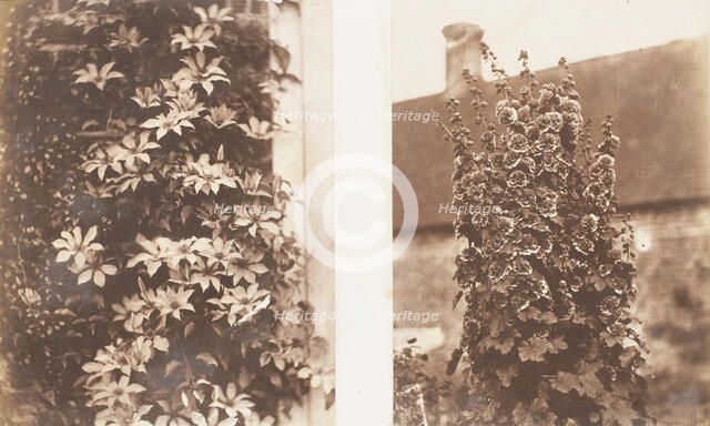 Clematis Cerulea; Hollyhocks, 1853-56. Creator: Jane Martha St. John.