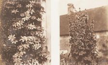 Clematis Cerulea; Hollyhocks, 1853-56. Creator: Jane Martha St. John