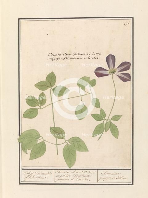 Clematis (Clematis), 1596-1610. Creators: Anselmus de Boodt, Elias Verhulst.