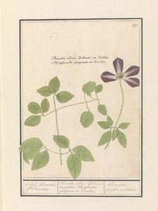 Clematis (Clematis), 1596-1610. Creators: Anselmus de Boodt, Elias Verhulst