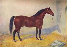 Cleveland Bay stallion Sultan, c1902 (c1910). Artist: Frank Babbage