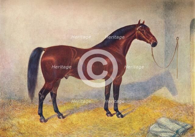 Cleveland Bay stallion Sultan, c1902 (c1910). Artist: Frank Babbage.