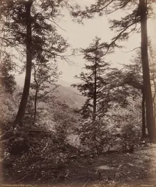 Cliff View, Through the Trees, c. 1895. Creator: William H Rau