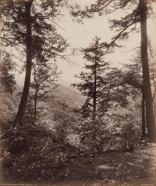 Cliff View, Through the Trees, c. 1895. Creator: William H Rau