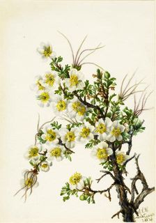 Cliffrose (Cowania stanshuriana), 1934. Creator: Mary Vaux Walcott