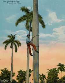 Climbing a palm tree, Cuba, c1920