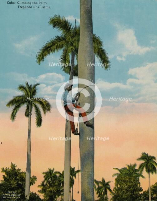 Climbing a palm tree, Cuba, c1920.  Artist: Unknown.