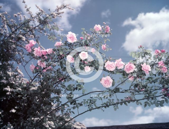 Climbing roses, c1955. Creator: Arthur Charles Kirby Ware.