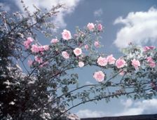 Climbing roses, c1955. Creator: Arthur Charles Kirby Ware