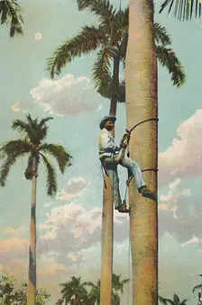 Climbing the Royal Palm - Subiendo la Palma Real 1910. Creator: Unknown