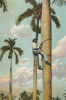 Climbing the Royal Palm - Subiendo la Palma Real 1910. Creator: Unknown