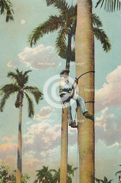 'Climbing the Royal Palm - Subiendo la Palma Real', 1910. Creator: Unknown.