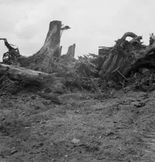Close-up of stump pile before burning, Michigan Hill, Thurston County, Western Washington, 1939. Creator: Dorothea Lange