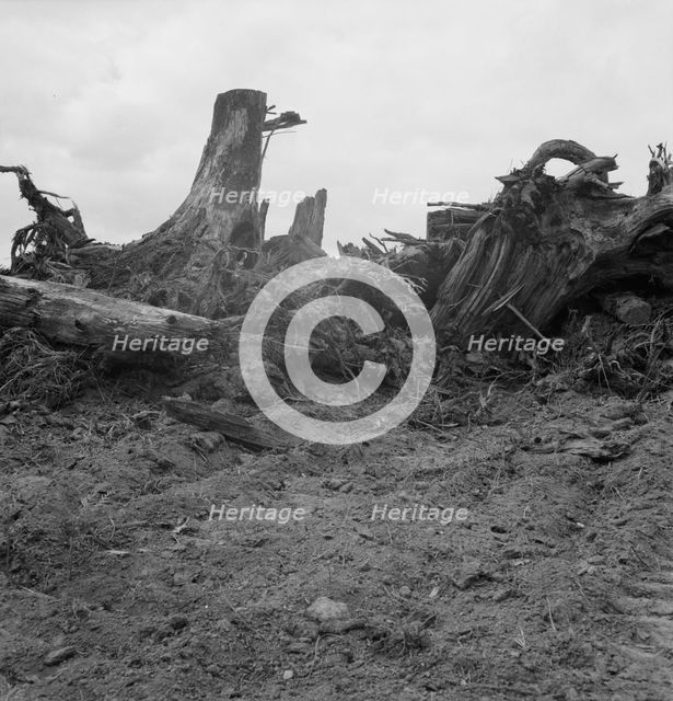 Close-up of stump pile before burning, Michigan Hill, Thurston County, Western Washington, 1939. Creator: Dorothea Lange.