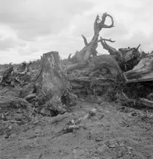 Close-up of stump pile before burning, Michigan Hill, Thurston County, Washington, 1939. Creator: Dorothea Lange