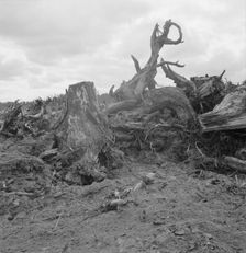 Close-up of stump pile before burning, Michigan Hill, Thurston County, Washington, 1939. Creator: Dorothea Lange