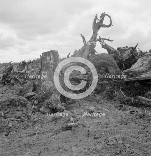 Close-up of stump pile before burning, Michigan Hill, Thurston County, Washington, 1939. Creator: Dorothea Lange.