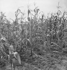 Close up of poor corn, Orange County, North Carolina, 1939. Creator: Dorothea Lange
