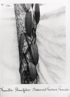 Close-up shot of Vanilla (Vanilla Planifolia), Grenada, 1897