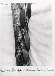 Close-up shot of Vanilla (Vanilla Planifolia), Grenada, 1897