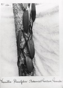 Close-up shot of Vanilla (Vanilla Planifolia), Grenada, 1897