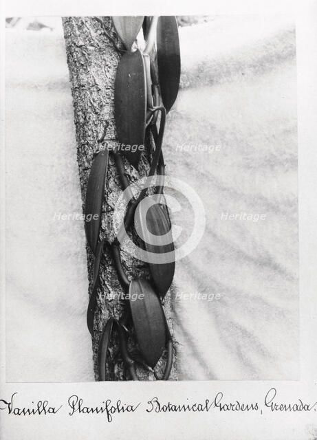 Close-up shot of Vanilla (Vanilla Planifolia), Grenada, 1897. Artist: Unknown