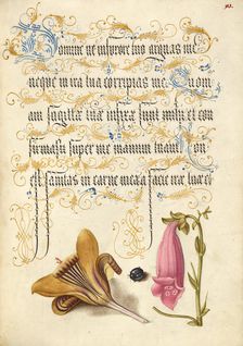 Cloth-of-Gold Crocus, Beetle, and Foxglove, 1561-1562; illumination added 1591-1596. Creator: Joris Hoefnagel