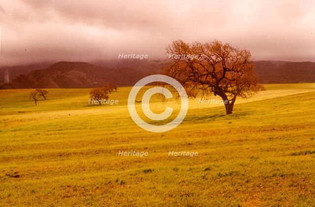 Cloudy Trees. Creator: Robert Manno.